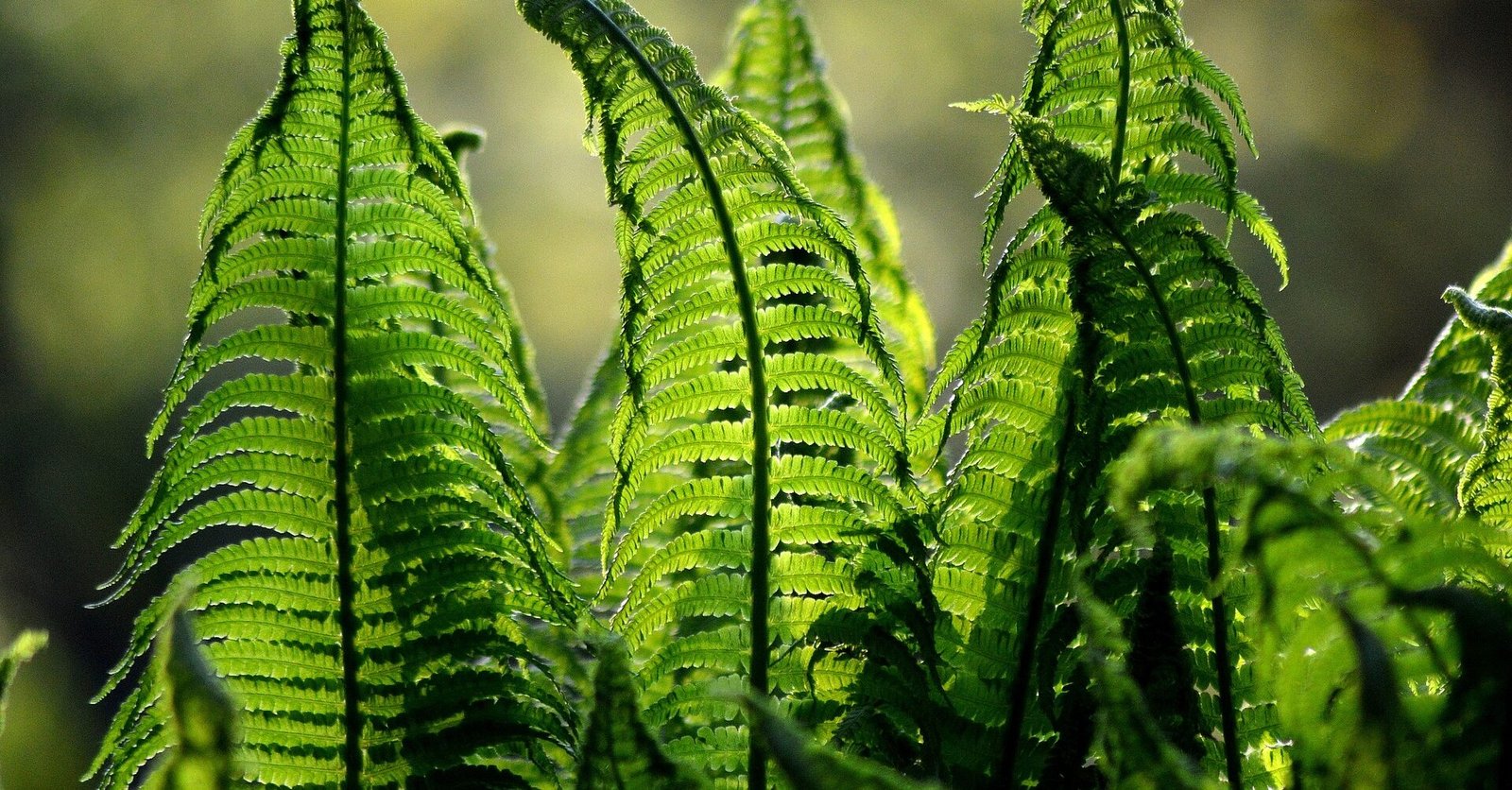 Lilypads floating in dark still water
