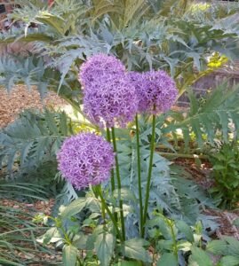 Allium in bloom