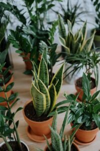 Snake plant and other houseplants