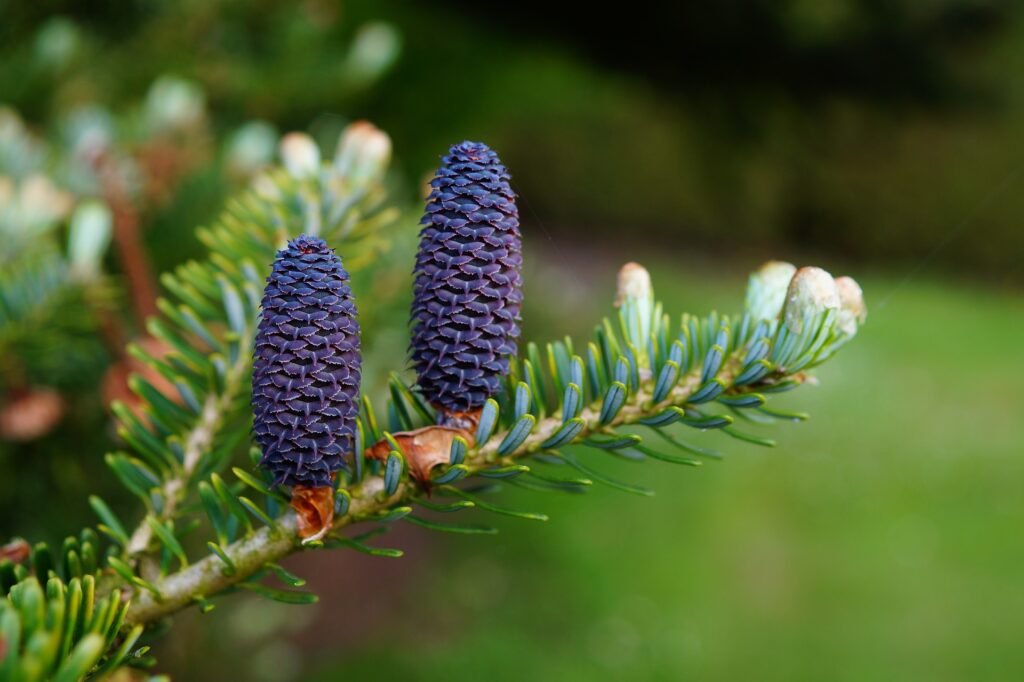 Upright fir cones