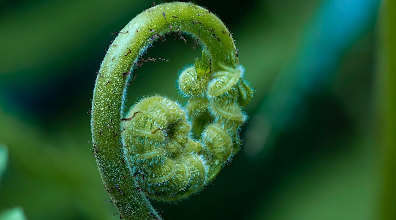 Purple lavender heads in full bloom