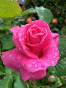 Pink rose with water droplets