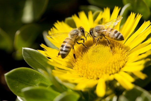 Two bees gathering pollen from yellow flower