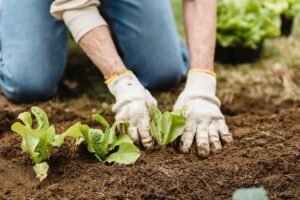 Gardener kneeling on ground while planting seedlings