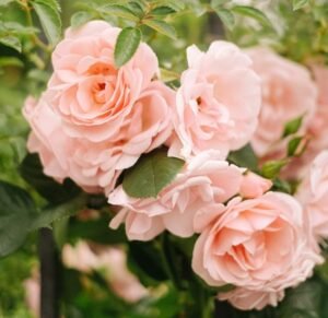 peach colored roses in bloom