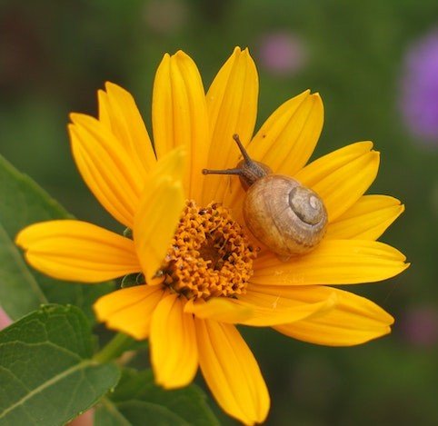 snail crawling on yellow daisy