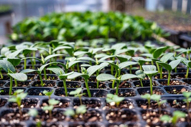 a flat of seedlings