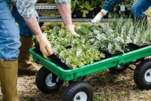 gardener loading plants in wagon