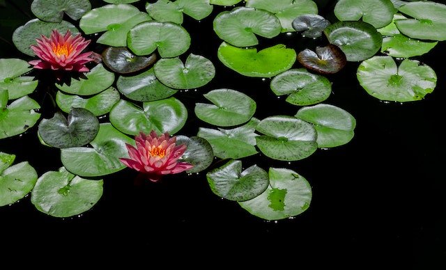 Lilypads floating in dark still water