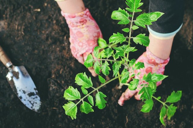 Gardener planting tomato start