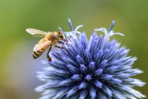 bee pollinating chive blossom