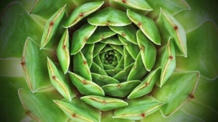 Hens and Chicks succulent