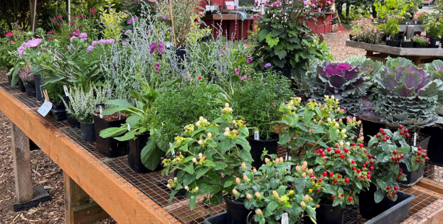 Purple lavender heads in full bloom