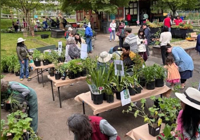 Lilypads floating in dark still water