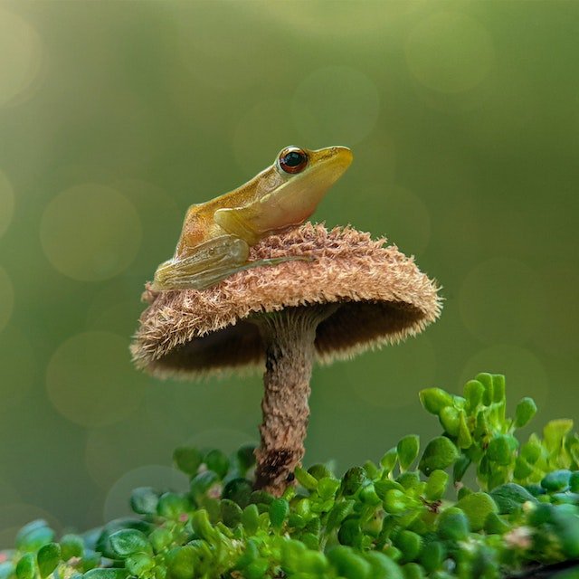 Tiny frog resting on mushroom cap